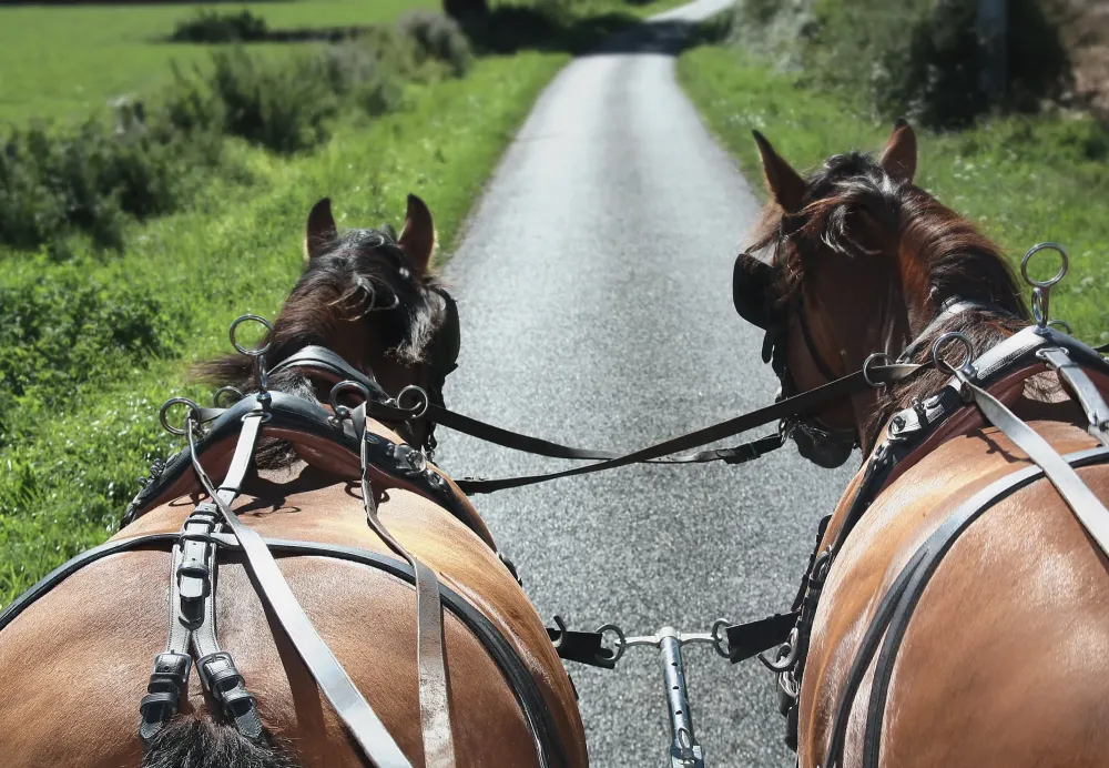 Promenade en calèche à Martainville